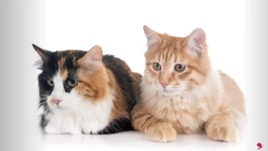 اسماء قطط اناث