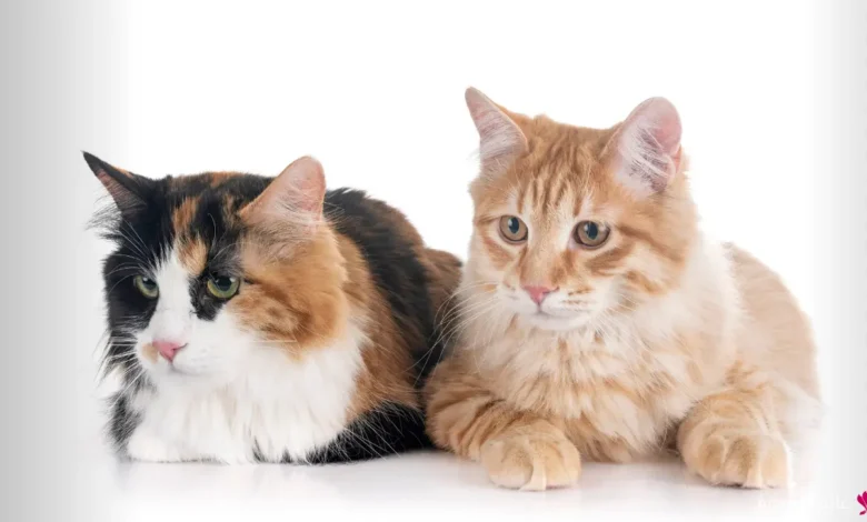 اسماء قطط اناث