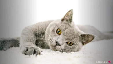 اسماء قطط ذكور