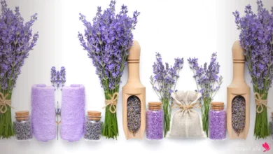 زيت اللافندر