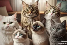 انواع القطط: دليل شامل لأشهر السلالات وخصائصها