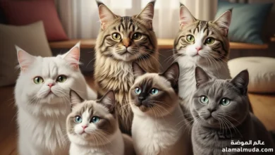انواع القطط: دليل شامل لأشهر السلالات وخصائصها