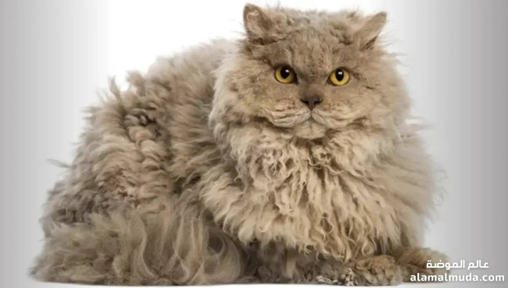 قط سلكيرك ريكس Selkirk Rex ودليل مميزاته الغريبة والودية قط سلكيرك ريكس Selkirk Rex بفراء طويل مجعد وكثيف